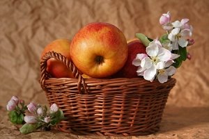 Apfelblüte Apfelblüte