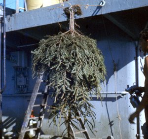 Weihnachtsbaum wird gespritzt